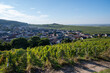© barmalini - View on grand cru Champagne vineyards near Moulin de Verzenay, rows of pinot noir grape plants in Montagne de Reims near Verzy and Verzenay, Champagne, France in September