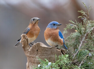 Wall Mural - male and female bluebirds sitting on a perch