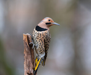 Wall Mural - woodpecker on lone perch