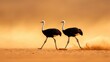© maesarin - Two ostriches the world s largest living birds are captured in motion as they race across the dry arid landscape of the African savanna