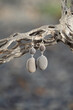 © Alice Nerr/Stocksy - Silver earrings with grey stones