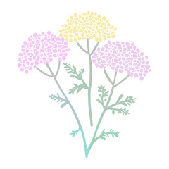 Canvas Print - Yarrow flowers illustration pastel vector