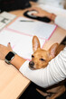 © Alvaro Lavin/Stocksy - Small brown dog resting on businesswoman's arm in office