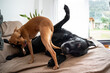 © Alvaro Lavin/Stocksy - Small brown dog licking and playing with a big black labrador dog