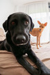 © Alvaro Lavin/Stocksy - Black labrador and little brown dog relaxing on bed