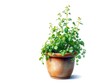 © Sandra - Botanical Artwork: Watercolor Herb Plant Pot Illustration