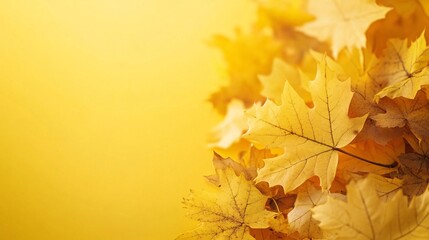 Poster - Gorgeous autumn background with vibrant yellow maple leaves forming a stunning display