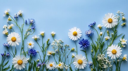 Wall Mural - Daisies, cornflowers, wildflowers on blue.