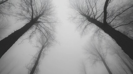 Foggy forest, trees, winter, monochrome, nature, atmospheric, mystical, background, website, design