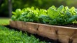 © Arthur Constantine - Green Leafy Vegetables in Wooden Raised Garden Bed