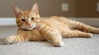 © atipong - Orange tabby lying on the floor with stretched legs