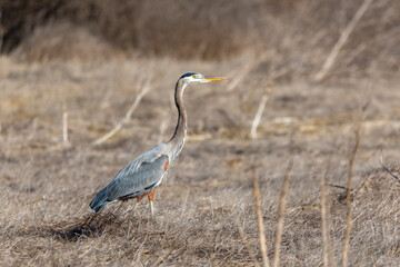 A great blue heron flies over brown grass