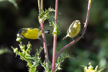 Wall Mural - A LESSER GOLDFINCH BIRD TAKING FOOD