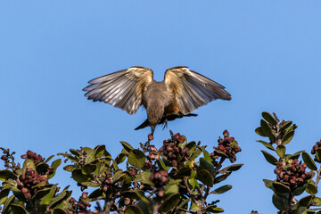 Wall Mural - Closeup of a Say's Phoebe bird flying over bush