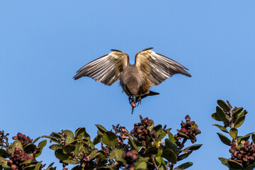 Wall Mural - Closeup of a Say's Phoebe bird flying over bush