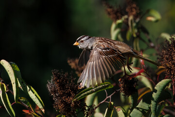 Wall Mural - a sparrow flying off the bush