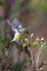 Wall Mural - Closeup of a myrtle Warbler bird