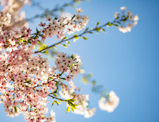 Wall Mural - White cherry tree flower in spring. Blossoming tree brunch with white flowers on blue background. Spring flowers, blossom, white apple tree flowers. Blossoming tree brunch with white flowers on bokeh.