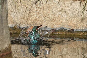 Poster - common kingfisher in a forest