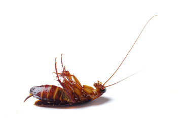 A dead cockroach isolated on a white background