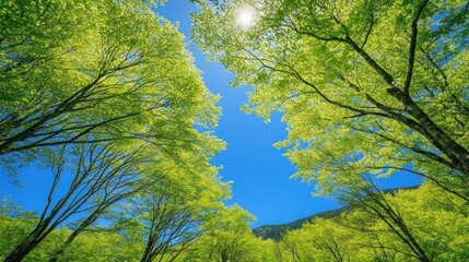 Poster - Vibrant Green Trees Under a Bright Blue Sky