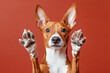 © 月 明 - Cute dog photo, pet dog close-up