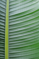 Wall Mural - Giant white bird of paradise leaf detail