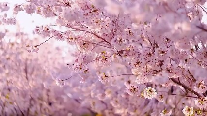 loop video blossom oriental april soft new sakura cherry delicate march closeup floral bloom flower tender season garden beautiful branch tree pink nature gentle macro background farm fruit