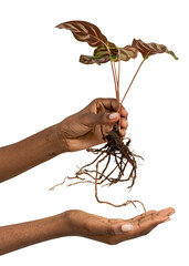 Poster - Hand holding a peacock plant transparent png