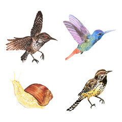 Wall Mural - watercolor bird and snail png sticker set