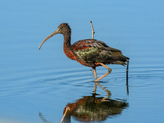 Wall Mural - Glossy Ibis (Plegadis falcinellus) in Australia