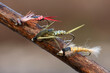 © Eduardo - pesca y cebos de pesca
