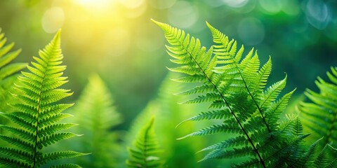 Wall Mural - Vibrant Green Fern Fronds Illuminated by Sunlight in a Lush Natural Setting