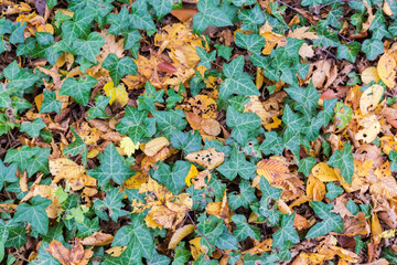 Wall Mural - Section of ground overgrown with ivy among the fallen leaves