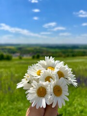 daisy hand bouquet with a beautiful green summer landscape in the background