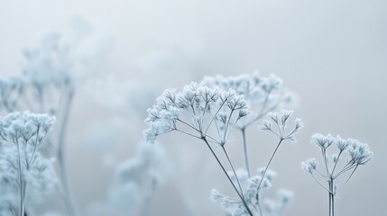 Fototapete - Beautiful frosty white flowers against a pale background in winter light capturing the essence of nature's delicate season