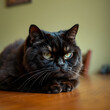 © Anthony - Thoroughbred dissatisfied cat Scottish Fold is on the table and evil looks. Close-up.