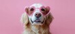 © Aleksandra - Golden Retriever Wearing Heart Shaped Glasses Adorable Pet Portrait for Valentine's Day