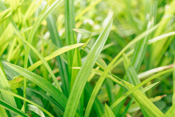 Wall Mural - Close up Green leaves background