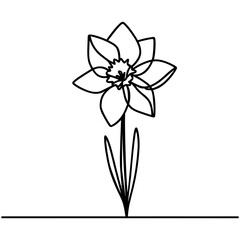 Wall Mural - Continuous one line drawing of daffodil flowers. Vector illustration.