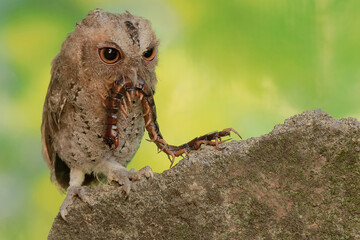 A Javan scops owl preys on a big centipede. This nocturnal bird has the scientific name Otus lempiji.