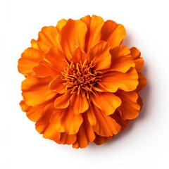 Poster - Fresh orange marigold flower showcasing vibrant layered petals and intricate details in natural light