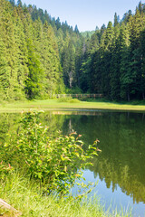 Wall Mural - alpine scenery with lake and forest on hill. blue sky. beauty of carpathian mountain nature in summer. green landscape on a sunny day. coniferous trees reflection in water. synevyr national park