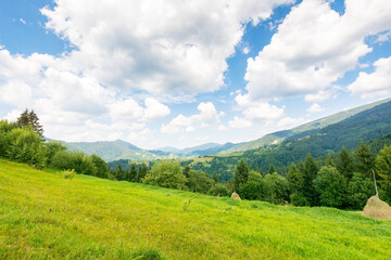 Wall Mural - beautiful countryside of ukraine. sunny day. scenic summer landscape in carpathian mountains. grassy field and rolling hills. rural scenery