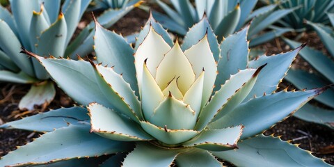 Canvas Print - Agave Plant with Elegantly Curved Leaves and Central White Blossom Featuring Space for Text or Graphics in a Natural Setting