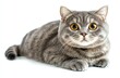 © ANUAR - Adorable fluffy gray cat with bright golden eyes lying on a white background creating a captivating and charming portrait of feline beauty and innocence.
