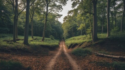 Wall Mural - Serene forest pathway with dappled sunlight and an inviting gap between trees ideal for text overlay and nature themed projects