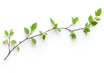 Wall Mural - Spring branch leaves white background design