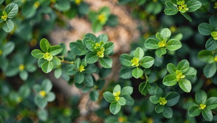 Wall Mural - close-up view of vibrant green leaves with yellow buds showcasing natural growth and botanical beaut