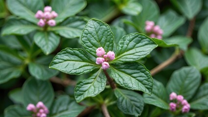 Wall Mural - close-up view of lush green celandine leaves with delicate pink flower buds showcasing natural beaut